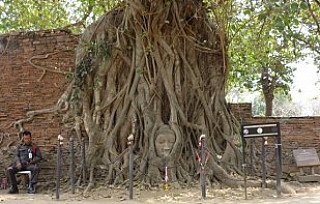thai-buddha-head